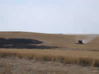 Sun 17 - Jay Garber harvesting what Carsten place wheat is left.